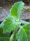 Plectranthus sp. Mount Carbine, Australian lemon leaf, organically grown tropical plants for sale at TOMs FLOWer CLUB.