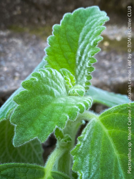 Plectranthus sp. Mount Carbine, Australian lemon leaf, organically grown tropical plants for sale at TOMs FLOWer CLUB.
