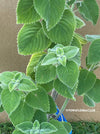 Plectranthus sp. Mount Carbine, Australian lemon leaf, organically grown tropical plants for sale at TOMs FLOWer CLUB.