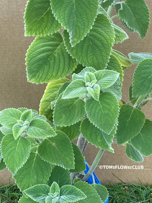 Plectranthus sp. Mount Carbine, Australian lemon leaf, organically grown tropical plants for sale at TOMs FLOWer CLUB.