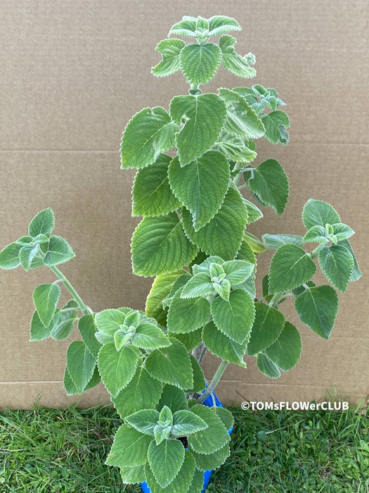 Plectranthus sp. Mount Carbine, Australian lemon leaf, organically grown tropical plants for sale at TOMs FLOWer CLUB.