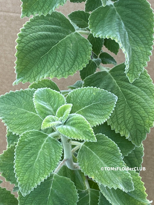 Plectranthus sp. Mount Carbine, Australian lemon leaf, organically grown tropical plants for sale at TOMs FLOWer CLUB.