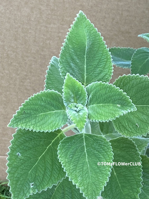 Plectranthus sp. Mount Carbine, Australian lemon leaf, organically grown tropical plants for sale at TOMs FLOWer CLUB.