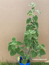 Plectranthus sp. Mount Carbine, Australian lemon leaf, organically grown tropical plants for sale at TOMs FLOWer CLUB.