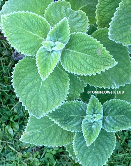 Plectranthus sp. Mount Carbine, Australian lemon leaf, organically grown tropical plants for sale at TOMs FLOWer CLUB.