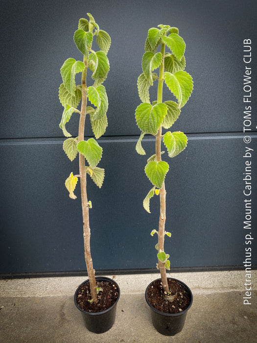 Plectranthus sp. Mount Carbine, Australian lemon leaf, organically grown tropical plants for sale at TOMs FLOWer CLUB.