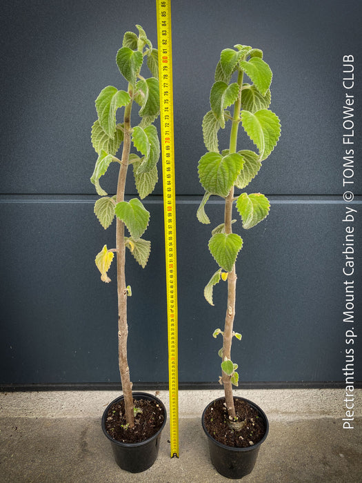 Plectranthus sp. Mount Carbine, Australian lemon leaf, organically grown tropical plants for sale at TOMs FLOWer CLUB.