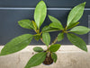 Plumeria rubra Frangipani plant with multiple branches cultivated by TOMs FLOWer CLUB