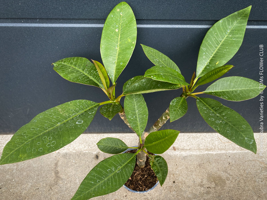 Plumeria rubra Frangipani plant with multiple branches cultivated by TOMs FLOWer CLUB
