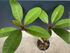 Plumeria rubra Frangipani plant with multiple branches cultivated by TOMs FLOWer CLUB