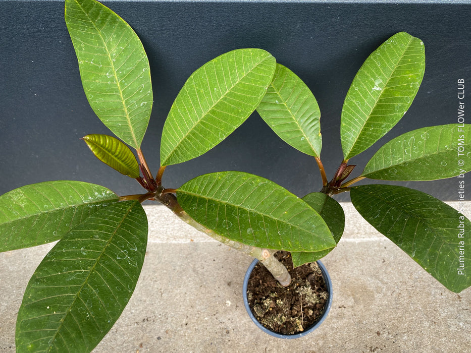 Plumeria rubra Frangipani plant with multiple branches cultivated by TOMs FLOWer CLUB