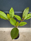 Plumeria rubra Frangipani plant with multiple branches cultivated by TOMs FLOWer CLUB