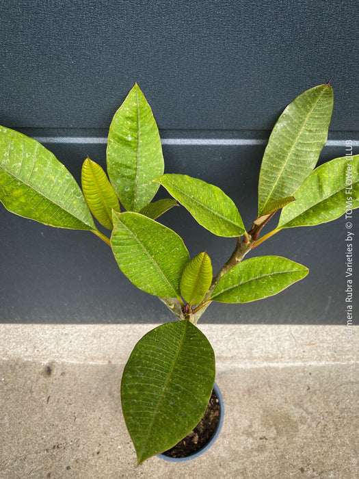 Plumeria rubra Frangipani plant with multiple branches cultivated by TOMs FLOWer CLUB
