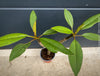 Plumeria rubra Frangipani plant with multiple branches cultivated by TOMs FLOWer CLUB