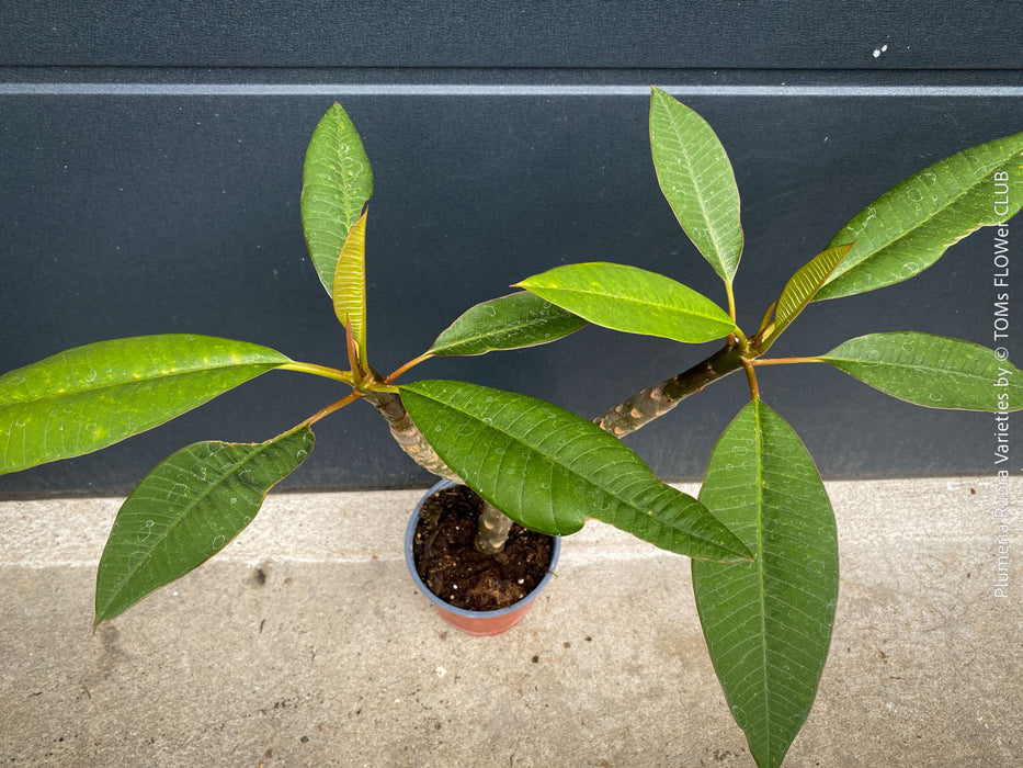 Plumeria rubra Frangipani plant with multiple branches cultivated by TOMs FLOWer CLUB