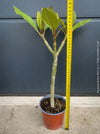 Plumeria rubra Frangipani plant with multiple branches cultivated by TOMs FLOWer CLUB