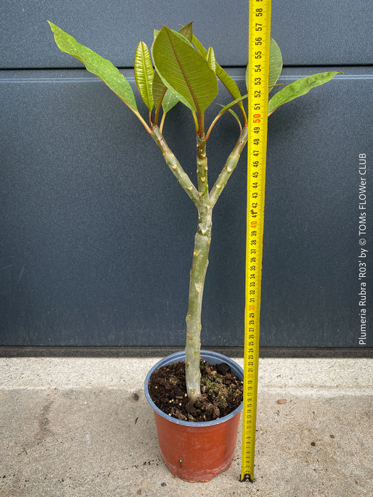Plumeria rubra Frangipani plant with multiple branches cultivated by TOMs FLOWer CLUB