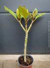 Plumeria rubra Frangipani plant with multiple branches cultivated by TOMs FLOWer CLUB