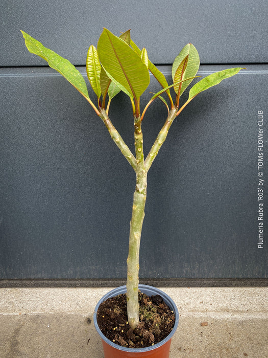 Plumeria rubra Frangipani plant with multiple branches cultivated by TOMs FLOWer CLUB