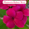Close-up of bright pink Plumeria Rubra 'Ro3' flowers with green leaves.