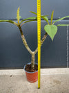 Plumeria rubra Frangipani plant with multiple branches cultivated by TOMs FLOWer CLUB
