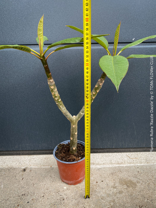 Plumeria rubra Frangipani plant with multiple branches cultivated by TOMs FLOWer CLUB