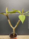 Plumeria rubra Frangipani plant with multiple branches cultivated by TOMs FLOWer CLUB