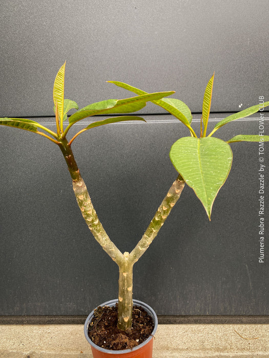 Plumeria rubra Frangipani plant with multiple branches cultivated by TOMs FLOWer CLUB