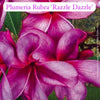 Close-up of Plumeria Rubra 'Razzle Dazzle' flowers with a blurred green background.