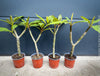 Plumeria rubra Frangipani plants with multiple branches cultivated by TOMs FLOWer CLUB for sale.