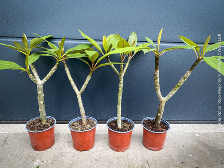 Plumeria rubra Frangipani plants with multiple branches cultivated by TOMs FLOWer CLUB for sale.