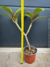 Plumeria rubra Frangipani plant with multiple branches cultivated by TOMs FLOWer CLUB