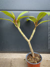 Plumeria rubra Frangipani plant with multiple branches cultivated by TOMs FLOWer CLUB