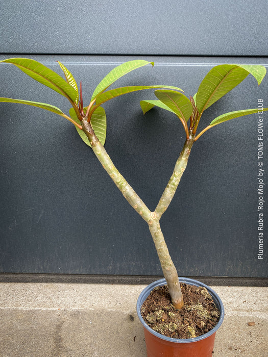 Plumeria rubra Frangipani plant with multiple branches cultivated by TOMs FLOWer CLUB