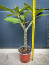 Plumeria rubra Frangipani plant with multiple branches cultivated by TOMs FLOWer CLUB