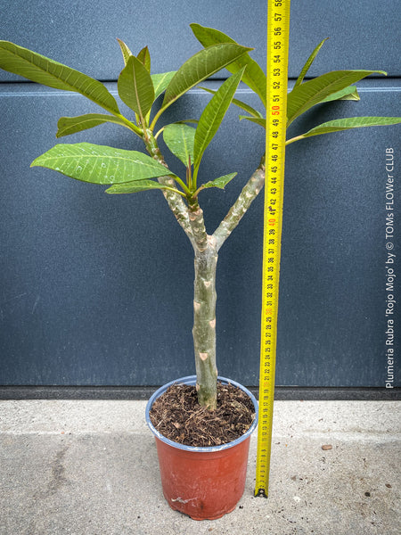 Plumeria rubra Frangipani plant with multiple branches cultivated by TOMs FLOWer CLUB