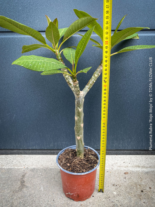 Plumeria rubra Frangipani plant with multiple branches cultivated by TOMs FLOWer CLUB