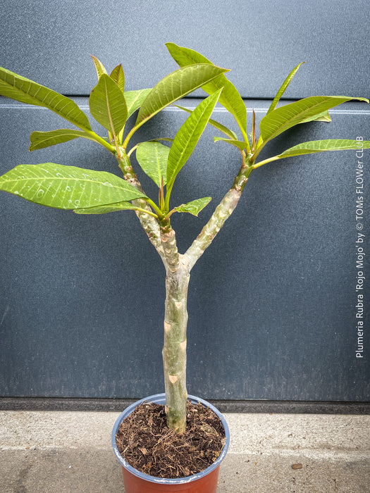 Plumeria rubra Frangipani plant with multiple branches cultivated by TOMs FLOWer CLUB