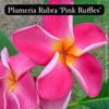 Close-up of Plumeria Rubra 'Pink Ruffles' flowers with green leaves.
