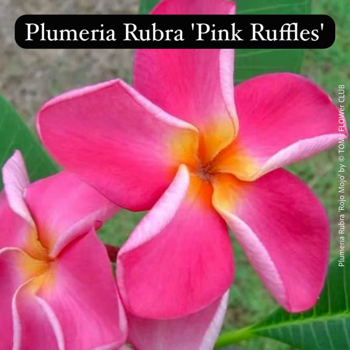 Close-up of Plumeria Rubra 'Pink Ruffles' flowers with green leaves.