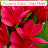 Close-up of Plumeria Rubra 'Rojo Mojo' flowers with green leaves.