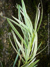 Podocarpus Macrophyllus Albo Variegata, organically grown trees for bonsai and garden, TOMs FLOWer CLUB in Zurich, Switzerland.