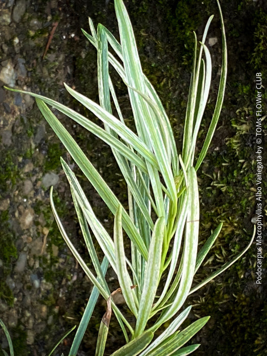 Podocarpus Macrophyllus Albo Variegata, organically grown trees for bonsai and garden, TOMs FLOWer CLUB in Zurich, Switzerland.
