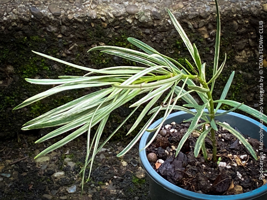Podocarpus Macrophyllus Albo Variegata, organically grown trees for bonsai and garden, TOMs FLOWer CLUB in Zurich, Switzerland.