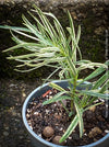 Podocarpus Macrophyllus Albo Variegata, organically grown trees for bonsai and garden, TOMs FLOWer CLUB in Zurich, Switzerland.