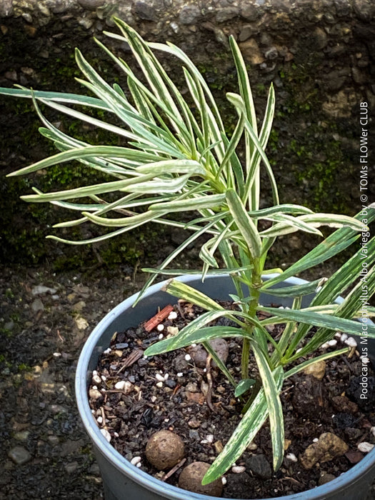 Podocarpus Macrophyllus Albo Variegata, organically grown trees for bonsai and garden, TOMs FLOWer CLUB in Zurich, Switzerland.