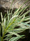 Podocarpus Macrophyllus Albo Variegata, organically grown trees for bonsai and garden, TOMs FLOWer CLUB in Zurich, Switzerland.