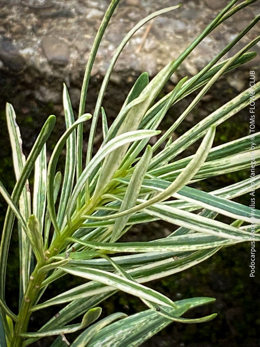 Podocarpus Macrophyllus Albo Variegata, organically grown trees for bonsai and garden, TOMs FLOWer CLUB in Zurich, Switzerland.