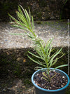 Podocarpus Macrophyllus Albo Variegata, organically grown trees for bonsai and garden, TOMs FLOWer CLUB in Zurich, Switzerland.