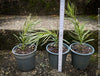 Podocarpus Macrophyllus Albo Variegata, organically grown trees for bonsai and garden, TOMs FLOWer CLUB in Zurich, Switzerland.